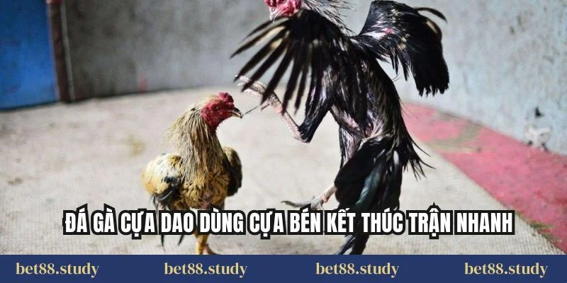 Đá gà cựa dao dùng cựa bén kết thúc trận nhanh